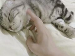-喵zoo家庭繁育猫舍(尖东智能花园店)