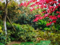 -桃花岛景观公园