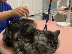 -1013 PET SHOP精品宠物商店(丁香店)