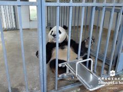 -都江堰中华大熊猫苑