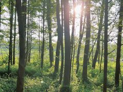 -桤木河湿地公园