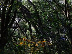 -上海佘山国家森林公园天马山园