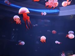 -欢乐海岸海洋奇梦馆