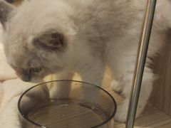 -屋虎猫馆(宝安大仟里店)