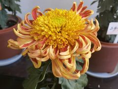 -杭州植物园