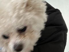 -中农国际动物医院24小时·猫科·骨科·急重症中心