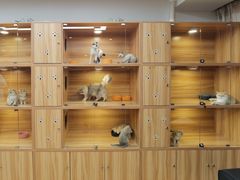 -猫十亿·布偶金渐层·曼基康矮脚猫舍(青年路店)