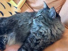-豆逗聊愈猫阁Easy Life