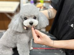 -鑫艺宠物美容培训学校