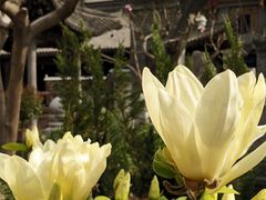 -大学习巷清真寺