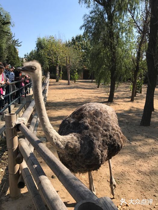 大連森林動物園圖片