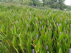 -三圣花乡旅游区