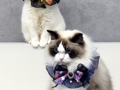 -烤匠麻辣烤鱼(IFS店)