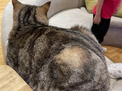 -啵啵喵·猫咖(攀华国际店)