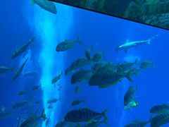-亚特兰蒂斯•OSSIANO奥西亚诺海底餐厅