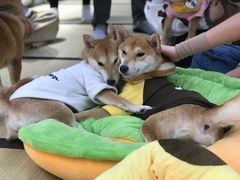-逗柴咖啡屋·狗咖猫咖宠物桌游