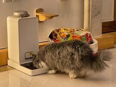 -Catmate·猫肥家润(金润铂宫店)