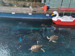 -海棠湾洲际-涛·海底餐厅·美人鱼·自助餐·海底隧道