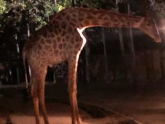 -清迈夜间动物园