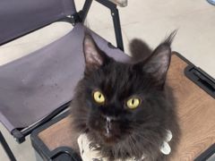 -Heymao猫咖.咖啡厅(东门店)