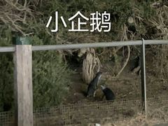 -企鹅岛