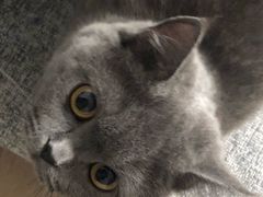 -70cat德文卷毛猫·缅因猫纯种猫舍