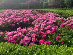 -洛阳市隋唐城遗址植物园