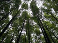 -山王坪喀斯特国家生态公园