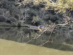 -深圳仙湖植物园