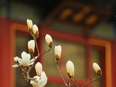 -颐和园