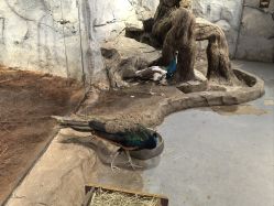 -Zoolung Zoolung动物主题公园(海信广场店)