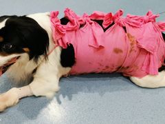 -瑞鹏宠物医院·爱宠堂·骨外专科(西荷分院)