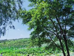 -丁香湖公园