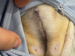 -北京恒爱动物医院(清景园分院)