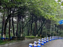 -铁山坪森林公园