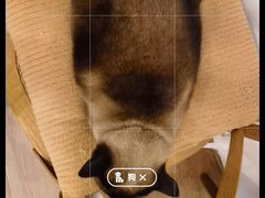 -有猫主题·治愈系猫咖(曾厝垵店)