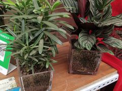 -秦美花卉(天朗·莱茵小城2期店)