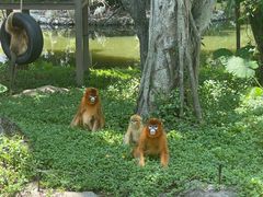 -深圳野生动物园