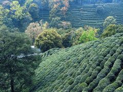 -阿巧茶庄