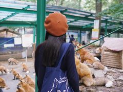 -宫城藏王狐狸村