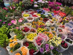 -大自然花鸟鱼虫市场