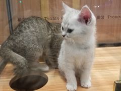 -袖虎·猫馆(体育西路店)