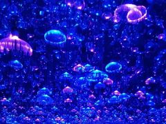 -杭州西湖星空魔幻城(星空艺术馆品牌旗舰店)