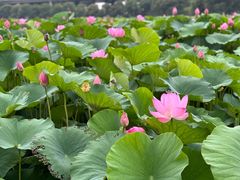 -荷塘月色湿地公园·向阳花洲