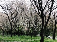-苏州上方山国家森林公园