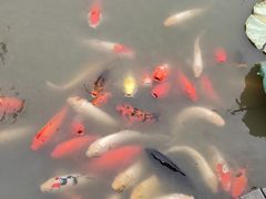 -大湾区中央湿地公园