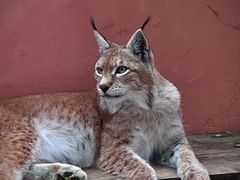 -青藏高原野生动物园