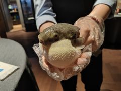 -肆月河豚·淮扬菜·湘菜(华天店)