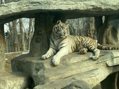 -北京野生动物园