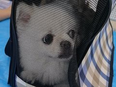 -艾贝尔宠物医院·24H转诊中心·肿瘤猫专科(江宁双龙店)